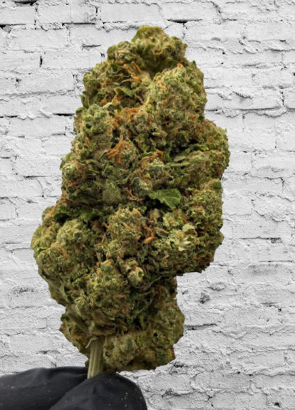 Amnesia Haze Hidro