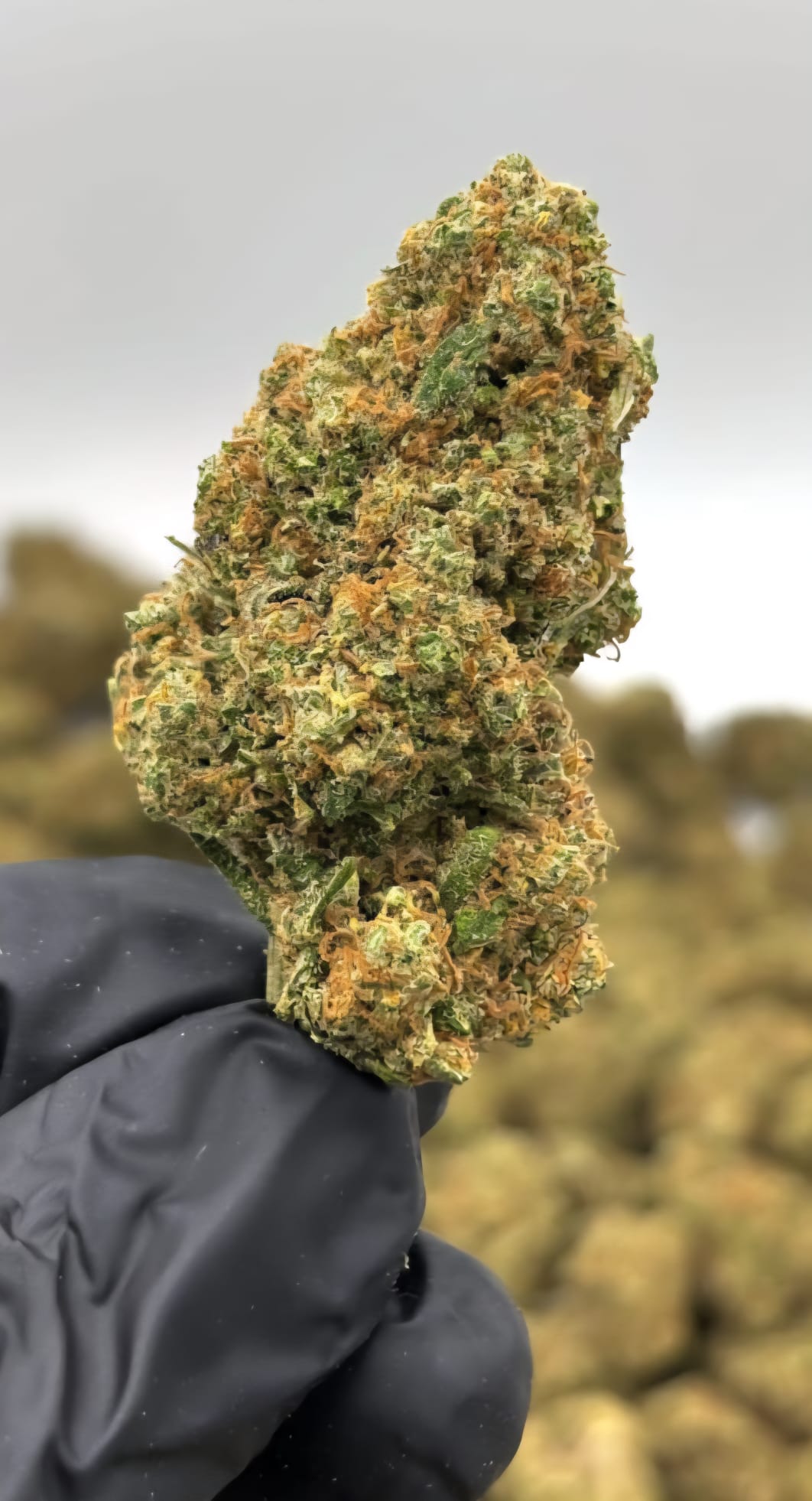 Blueberry CBD