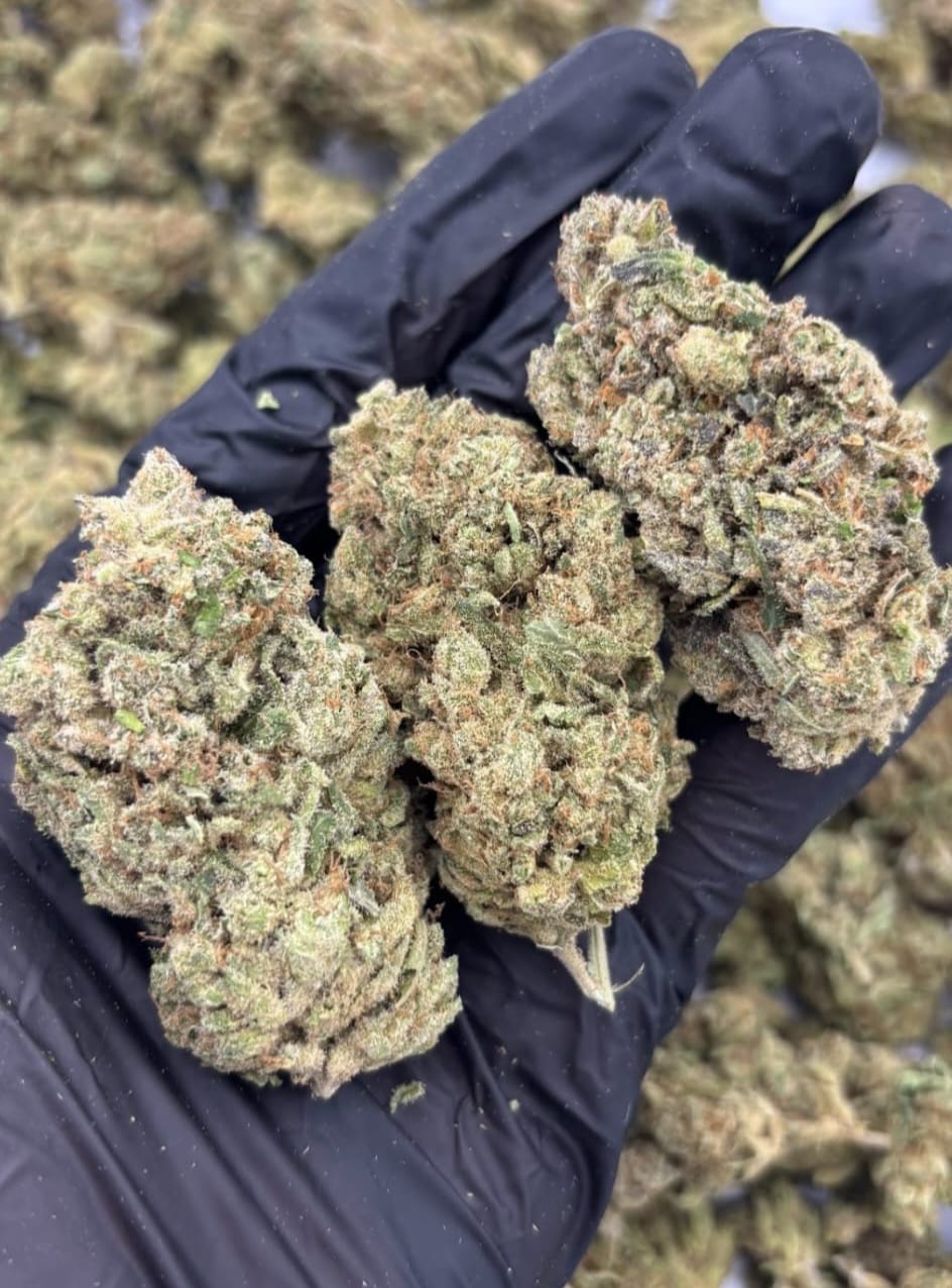Panama Gold CBD.
